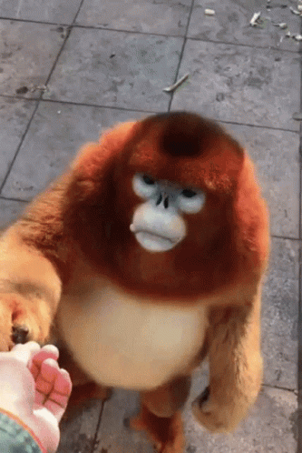 Cute Animals Monkey Asks For Food GIF