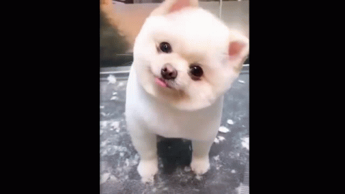 Cute Animals Puppy Dog Head Tilt GIF