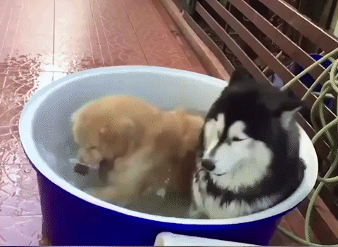 Cute Animals Splashing Dogs GIF