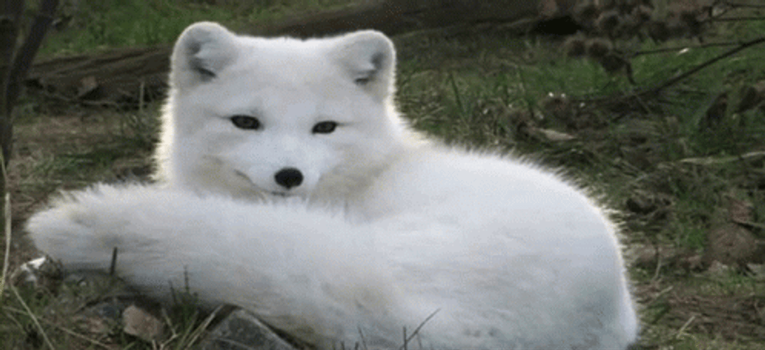 Cute Arctic Fox Barking And Resting GIF