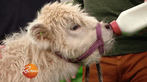 Cute Baby Cow Drinking Milk GIF
