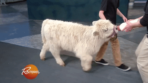 Cute Baby Cow Following Milk Bottle GIF