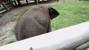 Cute Baby Elephant Loving Pats GIF