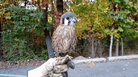 Cute Baby Falcon GIF