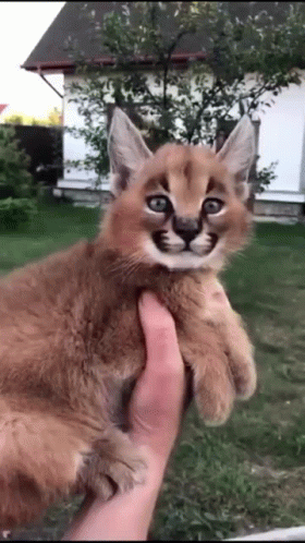 Cute Baby Floppa Video Clips GIF