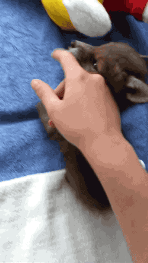 Cute Baby Fox Biting Human Finger GIF