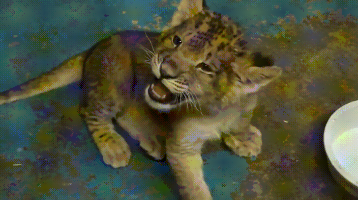 Cute Baby Lion Roar GIF