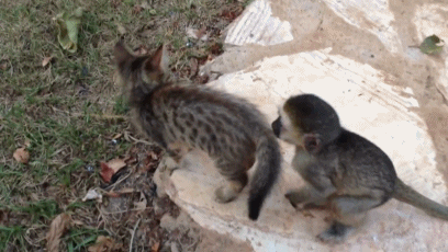 Cute Baby Monkey Playing With Kitten GIF