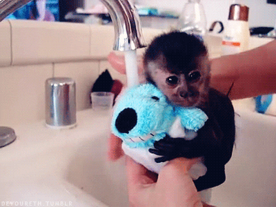 Cute Baby Monkey Taking A Bath GIF