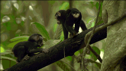 Cute Baby Monkeys Playing On Tree GIF