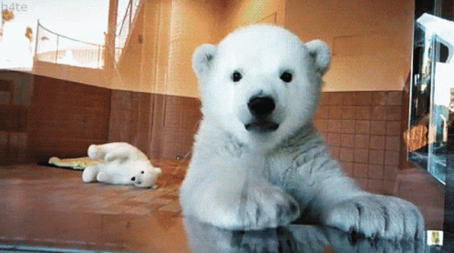 Cute Baby Polar Bear Waving GIF