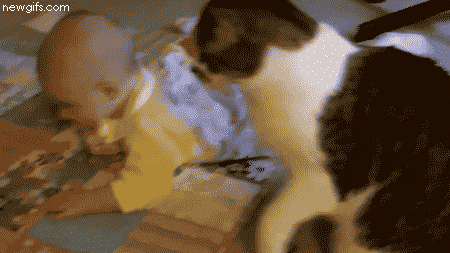 Cute Baby Rolling Cat Cuddle GIF