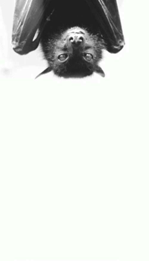 Cute Bat Hanging Upside Down GIF