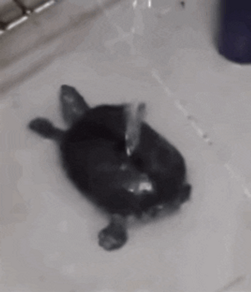 Cute Bathing Turtle GIF