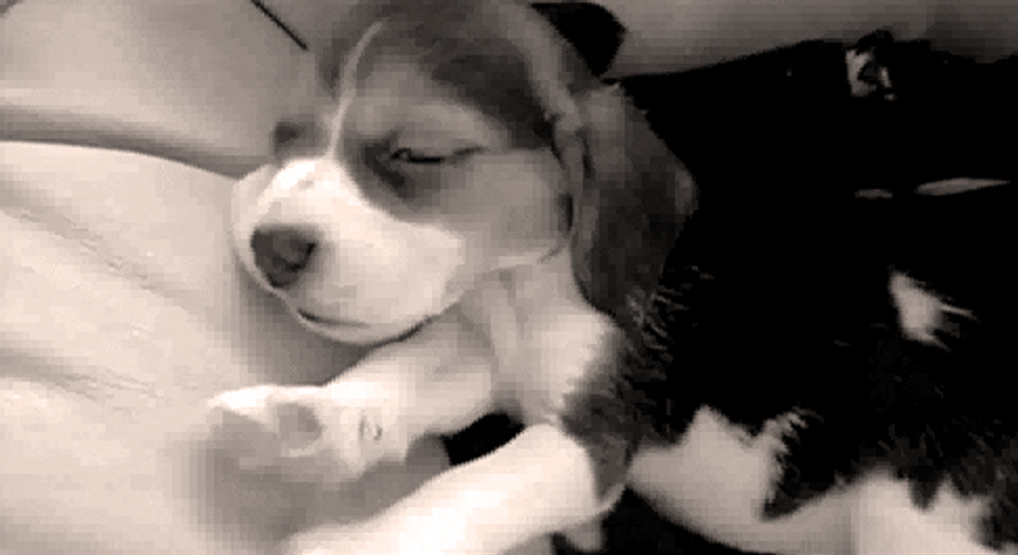 Cute Beagle Yawning Good Morning Puppy GIF