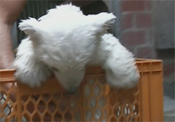 Cute Bear Taking A Bath GIF