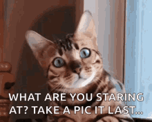 Cute Bengal Cat Staring GIF