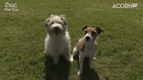 Cute Best Friend Dog GIF