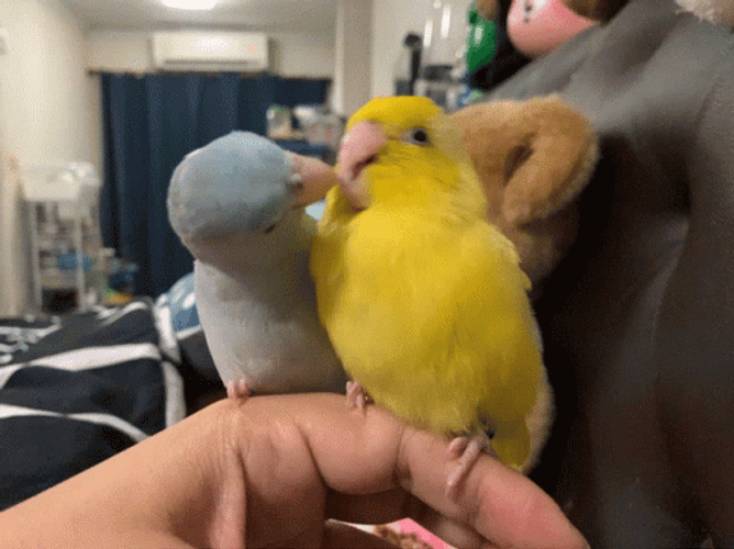 cute bird gif