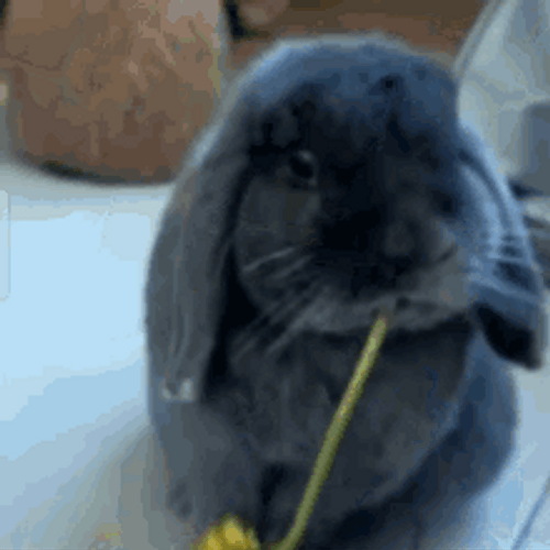 Cute Black Bunny Eating Flower GIF