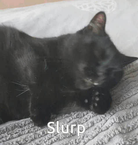 Cute Black Cat Slurp GIF