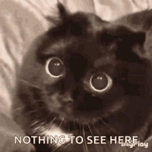 Cute Black Cat Surprised Nothing To See Here GIF