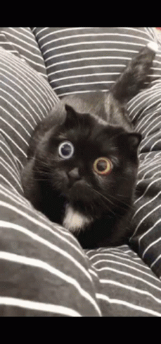 Cute Black Cat Wide Eyes GIF