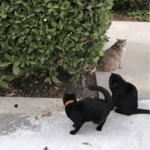 Cute Black Cats Playing GIF