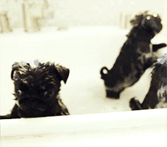 Cute Black Pug On Bathtub GIF