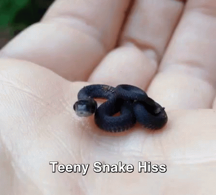 Cute Black Snake On Palm Hissing GIF