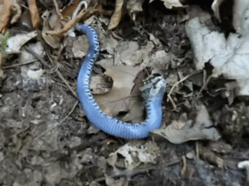 Cute Blue Snake Pretending To Be Dead GIF