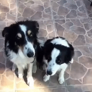 Cute Border Collie Dogs Hugging GIF