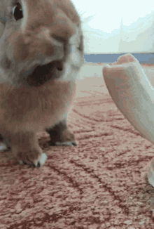 Cute Brown Bunny Eating Banana GIF