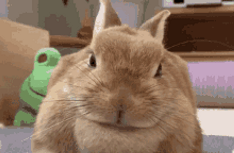 Cute Brown Bunny Sniffing Face GIF