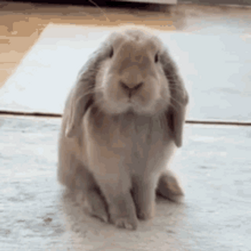 Cute Brown Bunny With Long Ears GIF