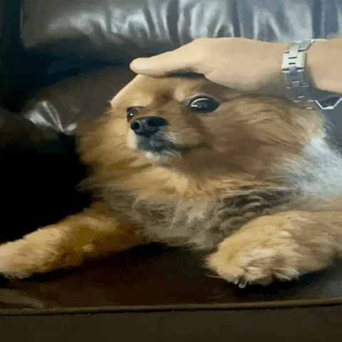 Cute Brown Dog Head Caress GIF