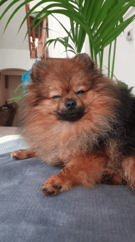 Cute Brown Pomeranian GIF