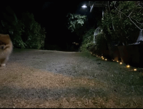 Cute Brown Pomeranian Walking Towards The Camera GIF