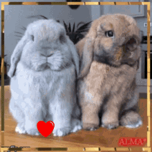 Cute Bunnies Sniffing And Rubbing Face GIF