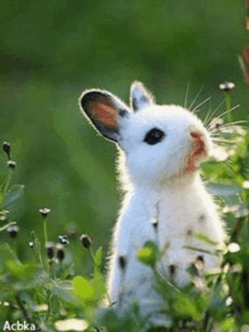 Cute Bunny Blinking Eyes In The Bush GIF