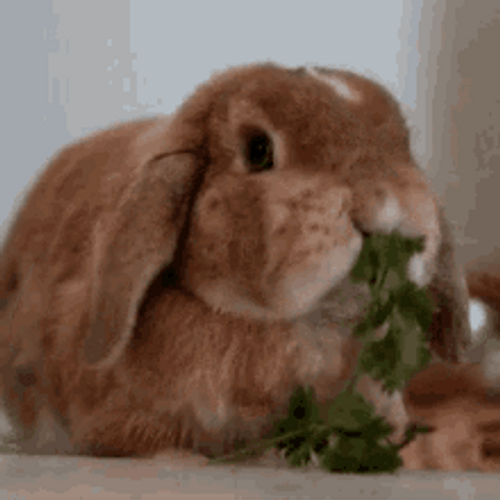 Cute Bunny Eating Plants Fast GIF