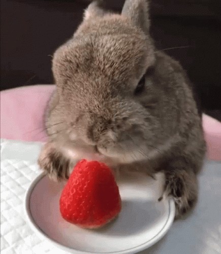 Cute Bunny Eating Strawberry Chubby Cheeks GIF