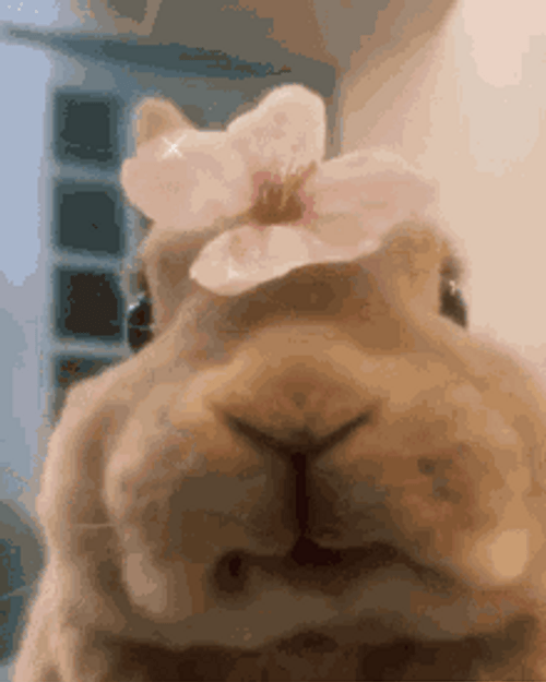 Cute Bunny Eating With Flower On Head GIF