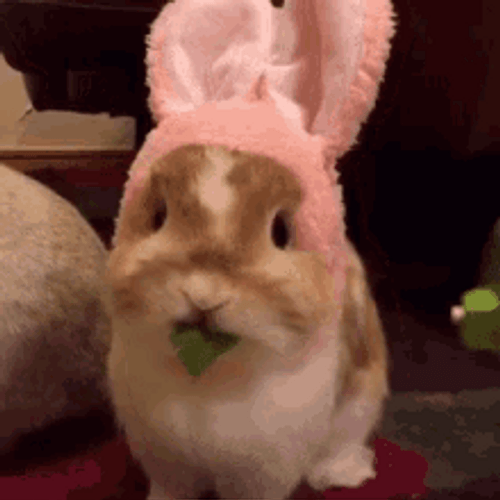 Cute Bunny Eating With Headband GIF