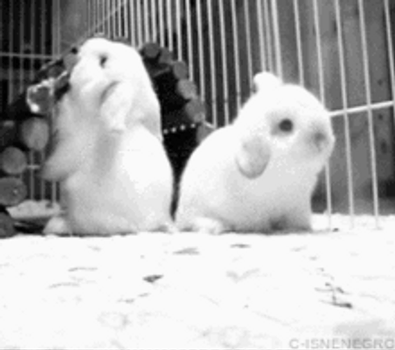 Cute Bunny Falling Down And Rolling GIF