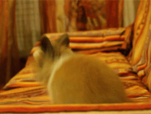 Cute Bunny Hopping On Couch GIF