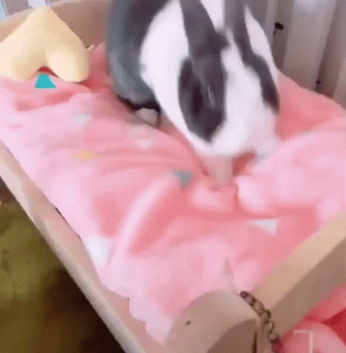 Cute Bunny Laying In Bed GIF