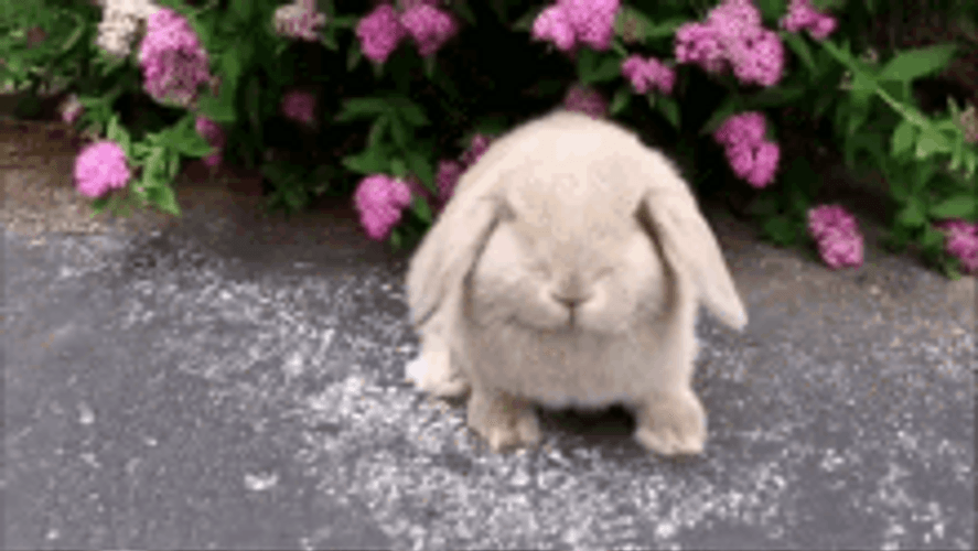 Cute Bunny Rubbing Face With Legs GIF