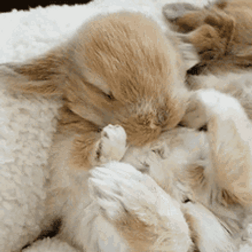 Cute Bunny Sleeping And Stretching Legs GIF