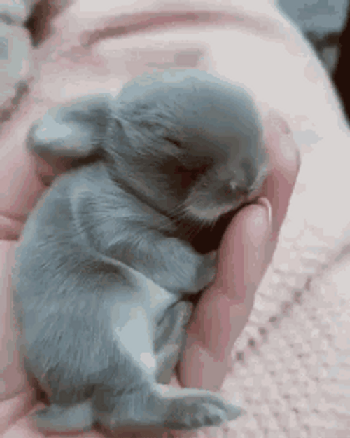 Cute Bunny Sleeping In Hand GIF